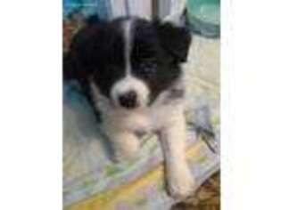 Border Collie Puppy for sale in Saint Augustine, FL, USA