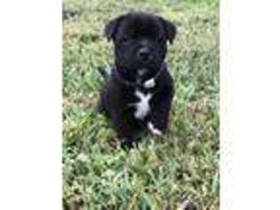 Staffordshire Bull Terrier Puppy for sale in Gold Hill, NC, USA