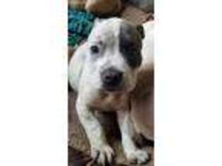 American Bulldog Puppy for sale in Conyers, GA, USA