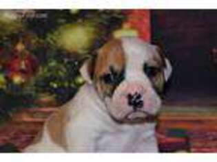 American Bulldog Puppy for sale in Exeter, MO, USA