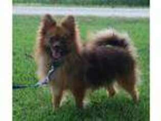Pomeranian Puppy for sale in Middletown, MO, USA