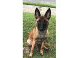 Belgian Malinois Puppy for sale in Clayton, NJ, USA