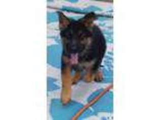 German Shepherd Dog Puppy for sale in Jennings, FL, USA