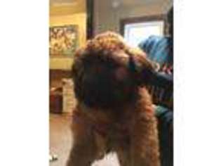Soft Coated Wheaten Terrier Puppy for sale in Good Hope, IL, USA