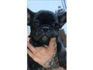 French Bulldog Puppy for sale in Guerneville, CA, USA