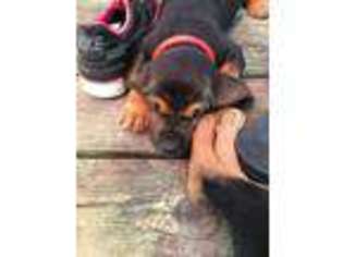 Bloodhound Puppy for sale in Sheboygan, WI, USA
