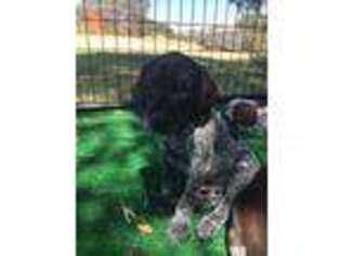 German Shorthaired Pointer Puppy for sale in Lincoln, CA, USA