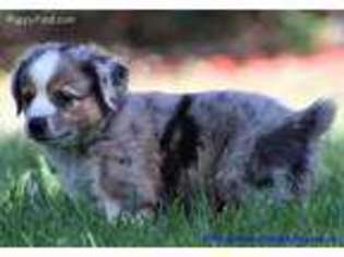 Miniature Australian Shepherd Puppy for sale in Dadeville, MO, USA