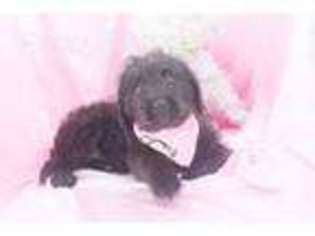 Labradoodle Puppy for sale in Summerfield, NC, USA