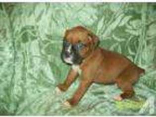 Boxer Puppy for sale in SPRING CITY, TN, USA