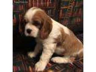 Cavalier King Charles Spaniel Puppy for sale in Madras, OR, USA