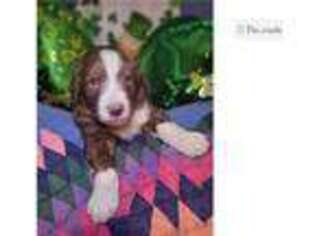 Mutt Puppy for sale in Binghamton, NY, USA