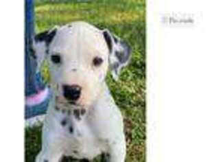 Dalmatian Puppy for sale in Bowling Green, KY, USA
