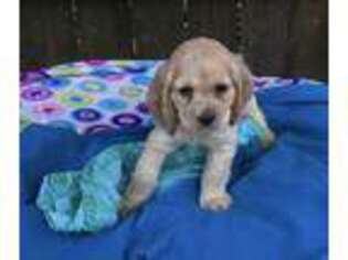 Cocker Spaniel Puppy for sale in Fort Valley, GA, USA