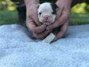 Bulldog Puppy for sale in Fairland, OK, USA