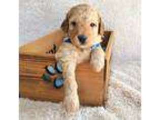 Goldendoodle Puppy for sale in Prior Lake, MN, USA
