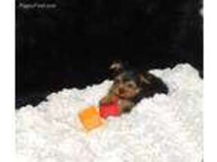 Yorkshire Terrier Puppy for sale in Warrensburg, MO, USA