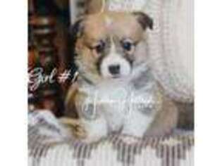 Pembroke Welsh Corgi Puppy for sale in Locust Grove, OK, USA
