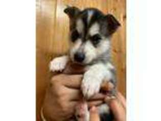 Alaskan Klee Kai Puppy for sale in Eau Claire, WI, USA
