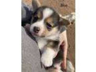 Pembroke Welsh Corgi Puppy for sale in Perry, OK, USA