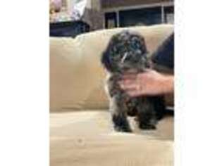 Cavapoo Puppy for sale in Pine Mountain, GA, USA