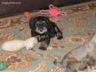 Mutt Puppy for sale in Starke, FL, USA