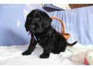 Labradoodle Puppy for sale in Kirkland, IL, USA