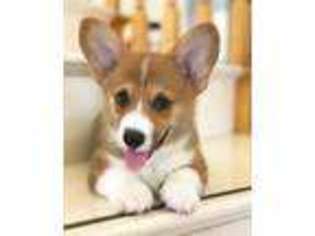 Pembroke Welsh Corgi Puppy for sale in Rowland Heights, CA, USA