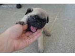 Pug Puppy for sale in Ann Arbor, MI, USA