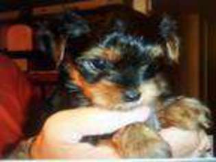 Yorkshire Terrier Puppy for sale in GROVETOWN, GA, USA