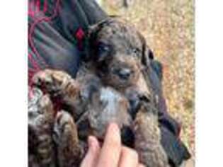Mutt Puppy for sale in Franklin, NC, USA