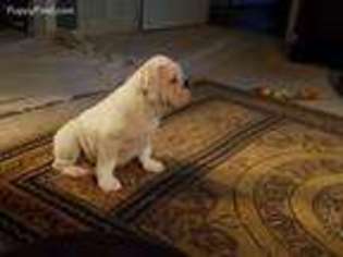 Bulldog Puppy for sale in Seneca, SC, USA