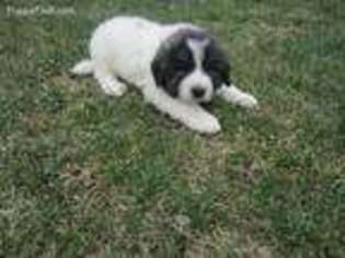 Great Pyrenees Puppy for sale in Huntley, IL, USA