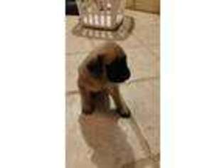 Mastiff Puppy for sale in Salado, TX, USA