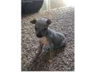 American Hairless Terrier Puppy for sale in Corinne, UT, USA