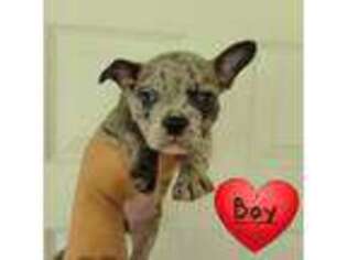 French Bulldog Puppy for sale in Dover, DE, USA