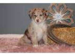 Australian Shepherd Puppy for sale in Stacy, MN, USA
