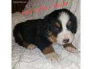 Bernese Mountain Dog Puppy for sale in Sweet Springs, MO, USA