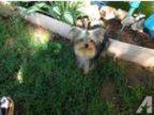 Yorkshire Terrier Puppy for sale in MANHEIM, PA, USA
