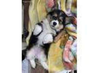 Pembroke Welsh Corgi Puppy for sale in Elliott, IL, USA