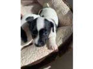 Jack Russell Terrier Puppy for sale in Boca Raton, FL, USA
