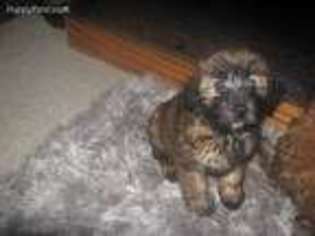 Soft Coated Wheaten Terrier Puppy for sale in Harrison, SD, USA