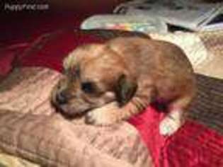 Yorkshire Terrier Puppy for sale in North, SC, USA