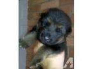 German Shepherd Dog Puppy for sale in HARTSVILLE, SC, USA