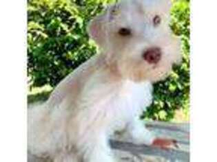 Mutt Puppy for sale in Woodbury, GA, USA