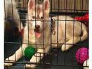 Siberian Husky Puppy for sale in Hill, NH, USA