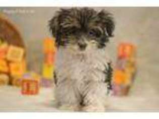 Yorkshire Terrier Puppy for sale in Fort Scott, KS, USA