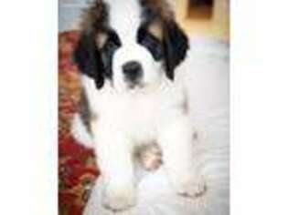 Saint Bernard Puppy for sale in Aubrey, TX, USA