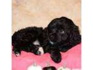 Cavapoo Puppy for sale in Chattanooga, TN, USA