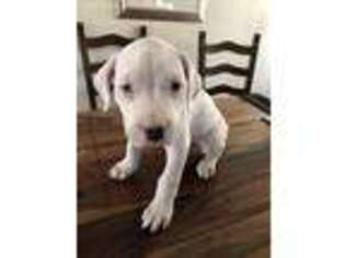 Dogo Argentino Puppy for sale in Denver, CO, USA